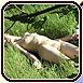 Spy snapshot of a skinny nudist sunbathing on the grass